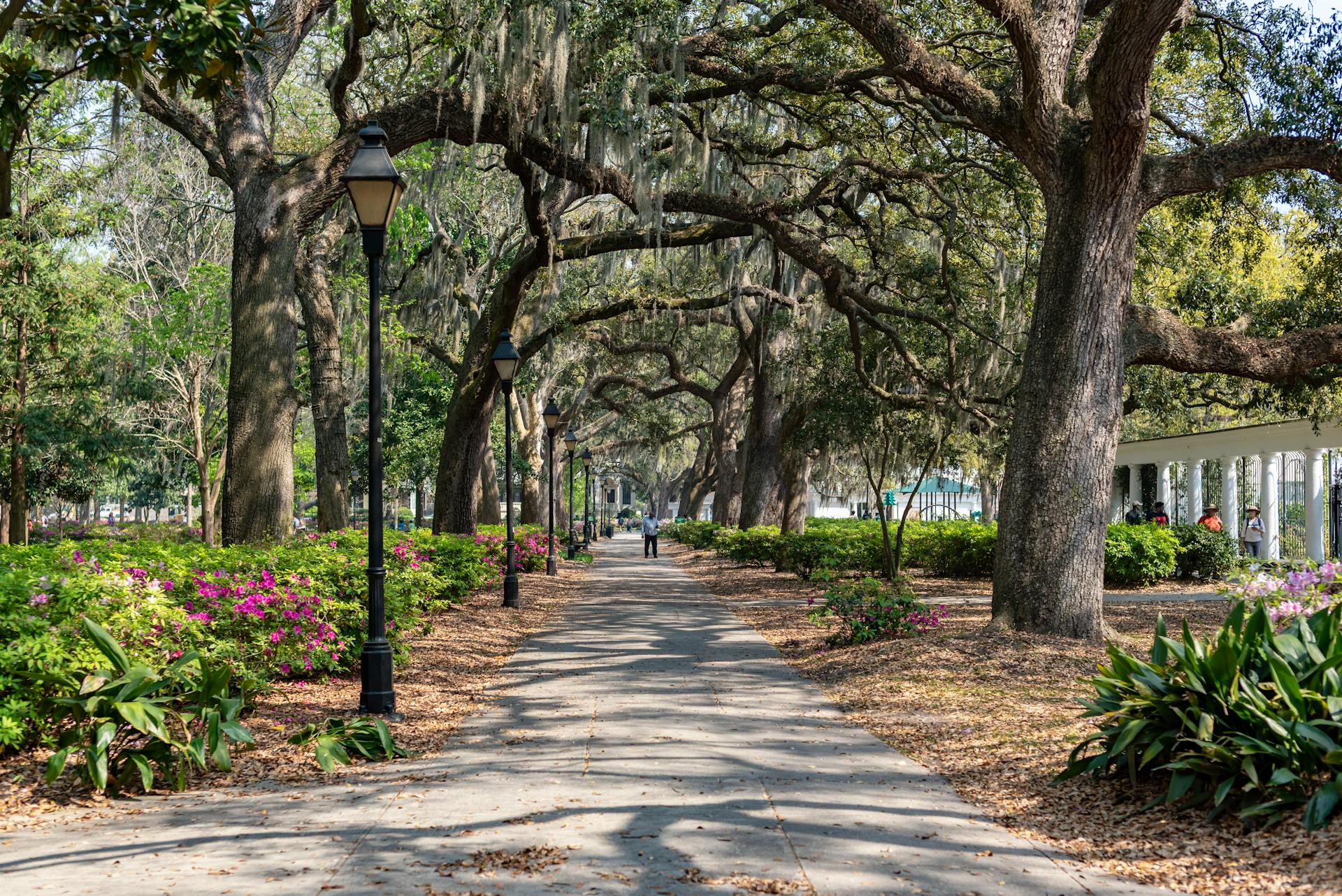 Forsyth Park oak-lined walkway in Savannah, Georgia - wholesale cream chargers Georgia