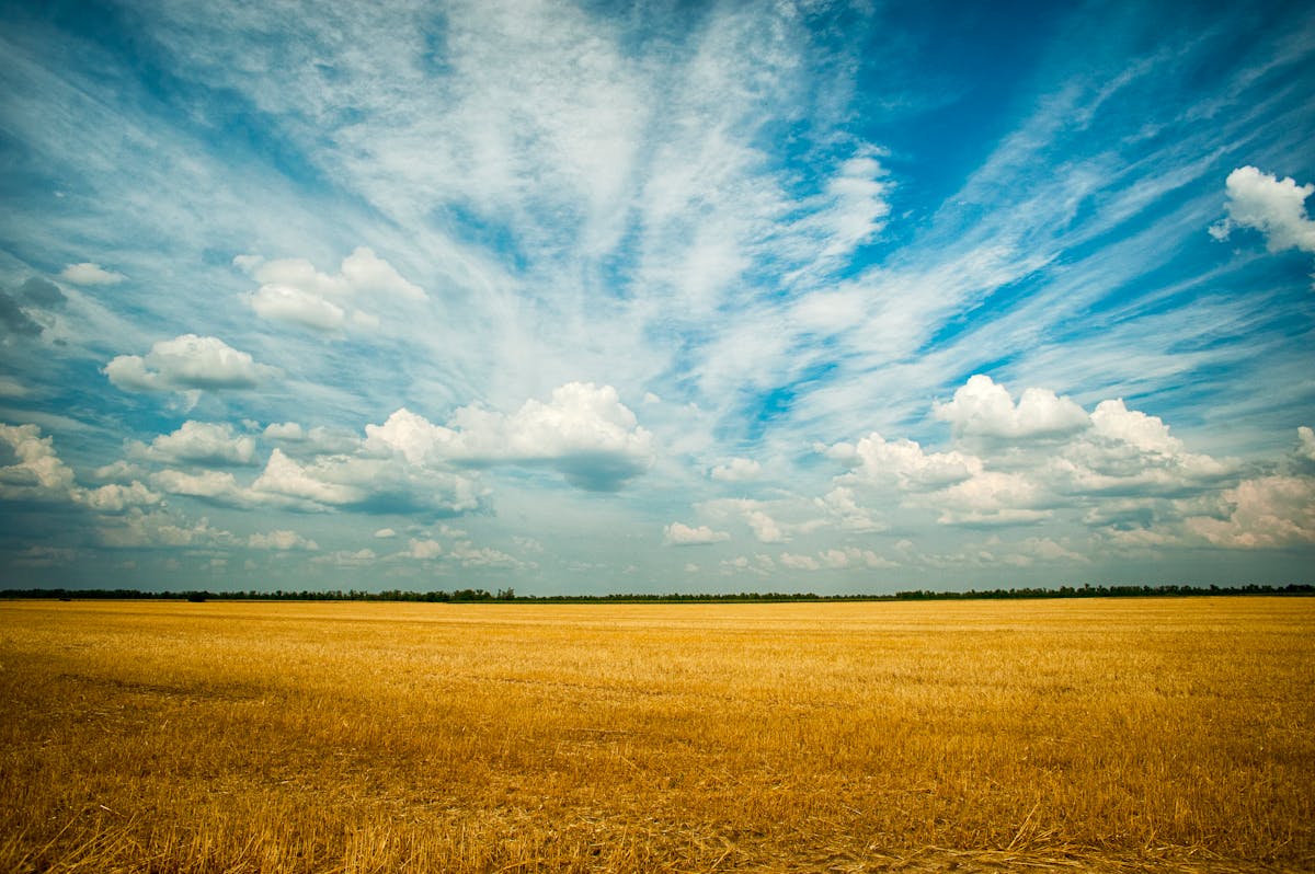 Wholesale Cream Chargers Kansas – N2O Supply for Kansas Businesses 1 Kansas wheat field at sunset - wholesale cream chargers Kansas